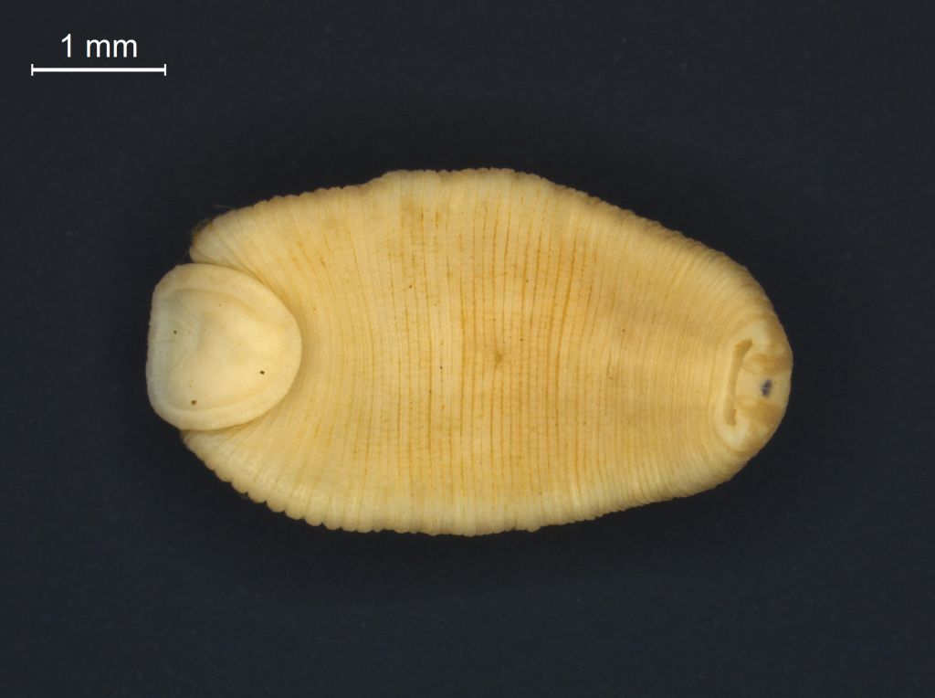 Placobdella costata
